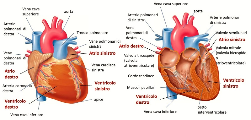 Nell'immagine possiamo vedere le strutture anatomiche che compongono il cuore.Ph: guidausofarmaci.it