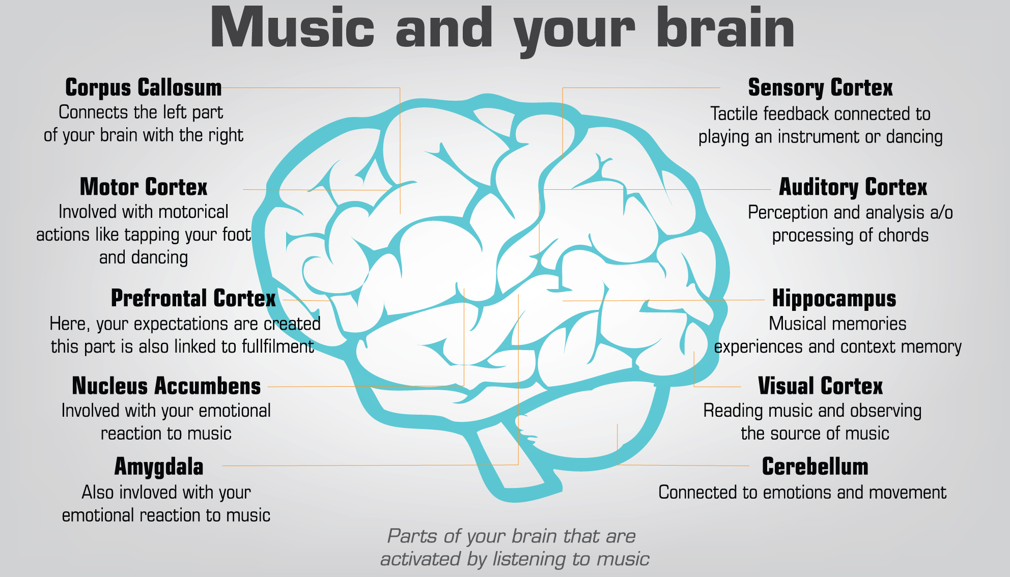 Parti del cervello coinvolte nella percezione della musica. Credits: Maike Oyen,van on Medium