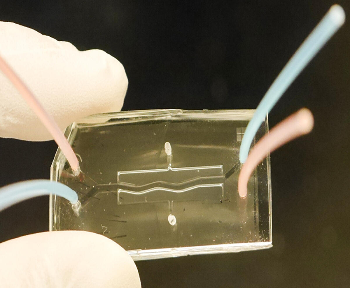 Pancreas-on-a-chip: la nuova frontiera per lo studio del diabete - Cincinnati Childrens Hospital Naren-NatComm-PancreasChip