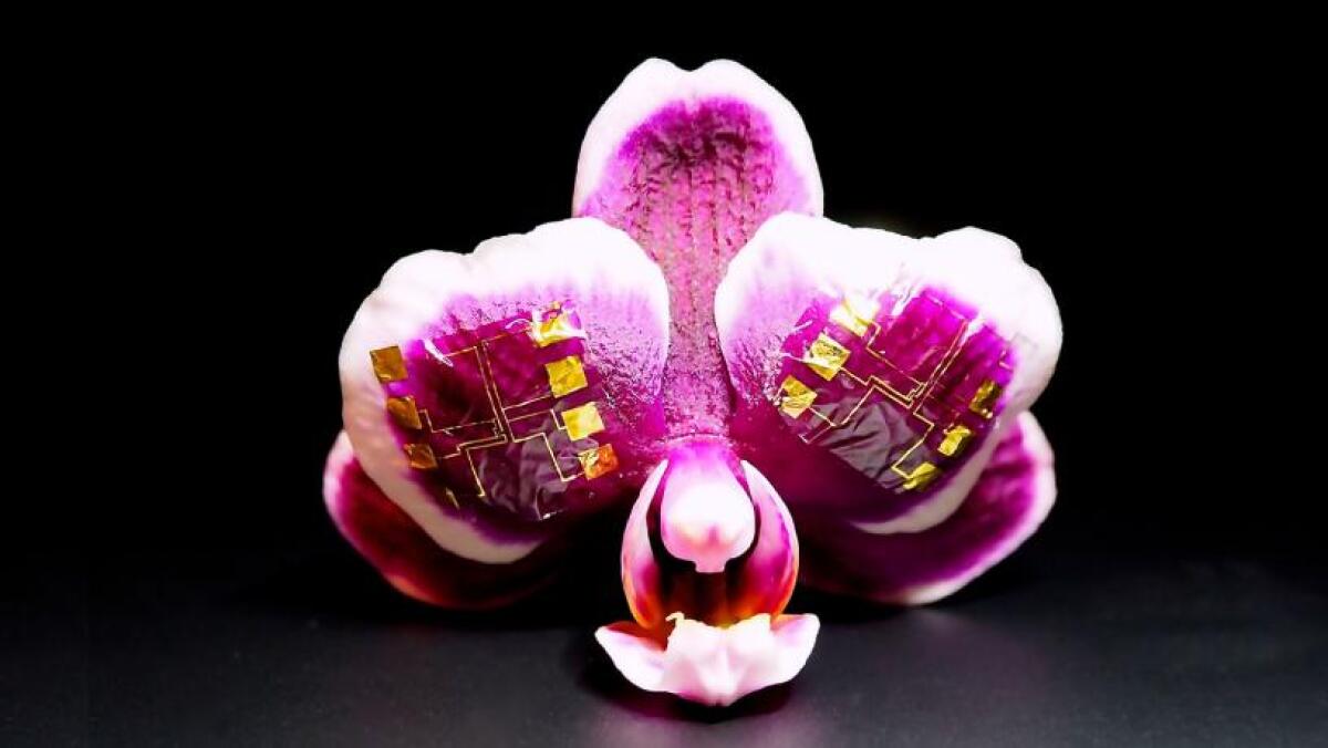 Nuovo transistor a trasmissione ionica per le interfacce cervello-computer - PH:engineering.columbia.edu