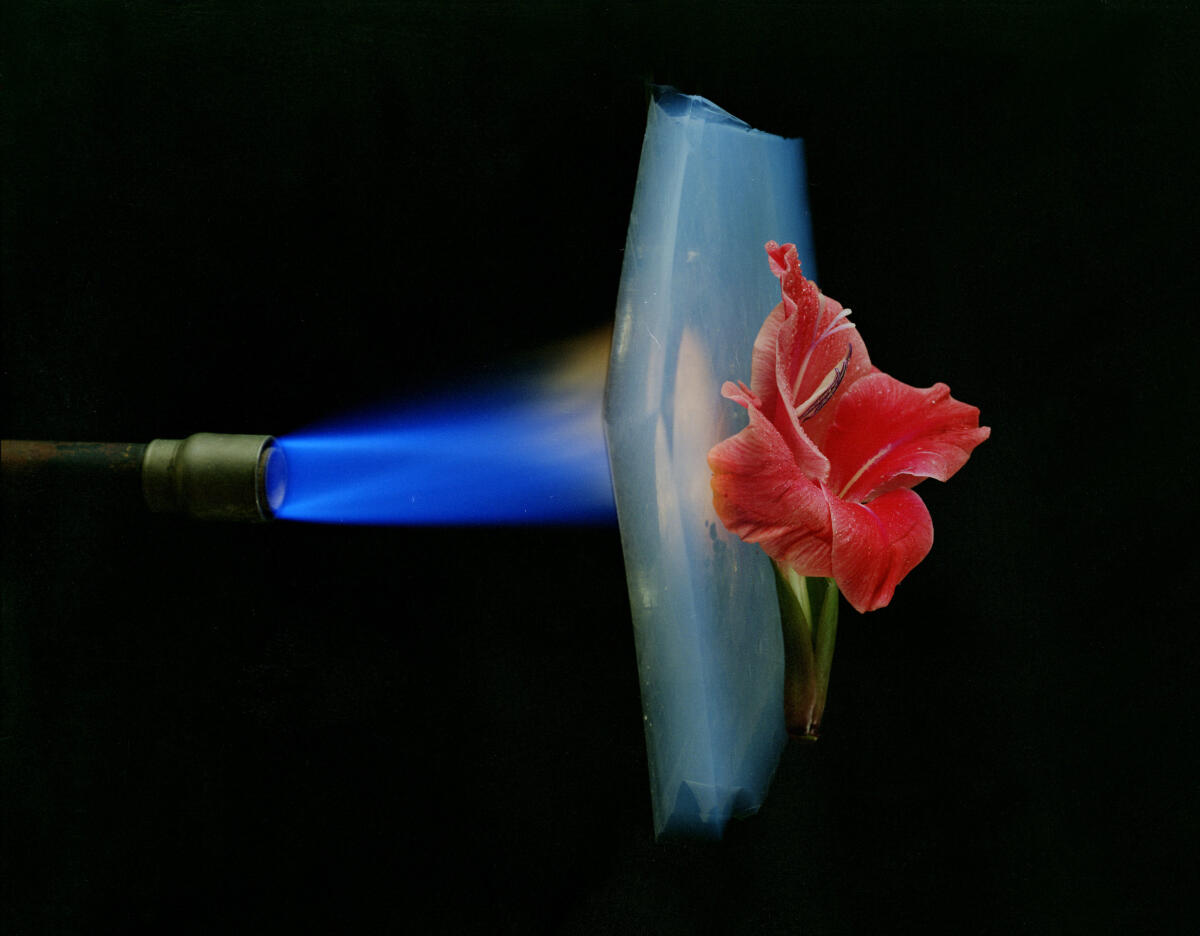 Biomimetica - Aerogel di CNT ispirati alla pelliccia degli orsi - lbl.gov