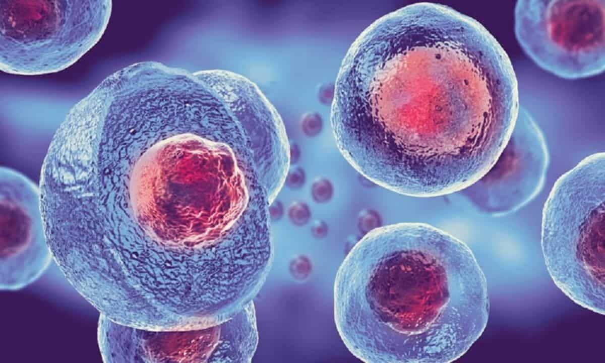 Il trapianto di fegato potrebbe diventare un lontano ricordo - ©pinterest