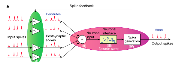 Schema della rete realizzata in questo studio, composta da diversi neuroni di input pre-sinaptici e un neurone di uscita post-sinaptico collegato tramite sinapsi PCM. I picchi di ingresso sono ponderati utilizzando celle PCM e riassunti utilizzando un mul