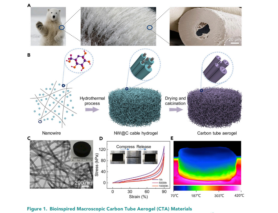Natura, materiali, biomimetica, biomateriali, chimica, isolamento, termico, nanotubi, carbonio, aerogel, idrogel, XRD, TEM, orso, polare Energy Close-up Engineering