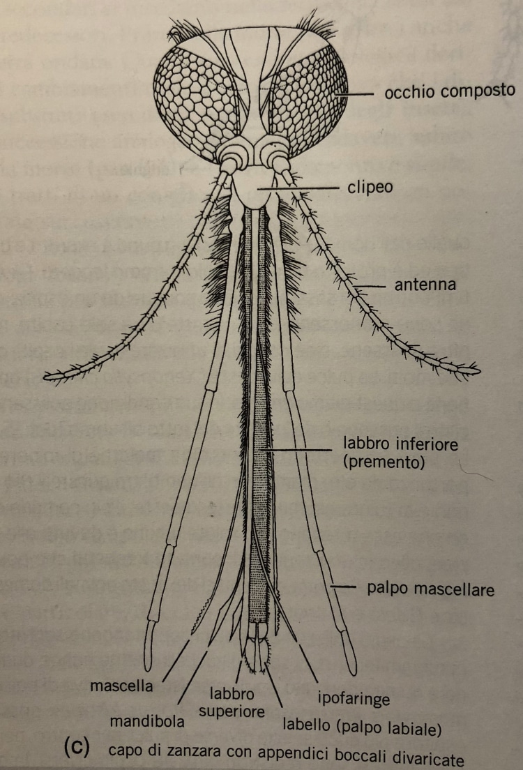 Anatomia della zanzaraCredits: https://ecoblogo.com