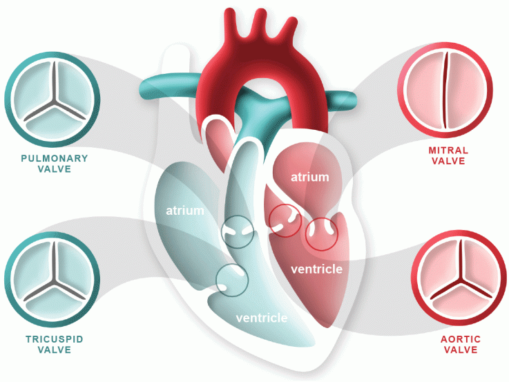 Valvole cardiacheCredits: Heart Foundation