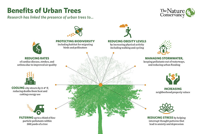 Tutti i benefici che derivano dalla piantumazione degli alberi. PH: greenme.it