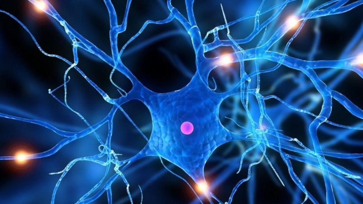 Scoperte connessioni cruciali alla base delle funzioni di controllo cognitivo - tangible-eluniversal.com.mx