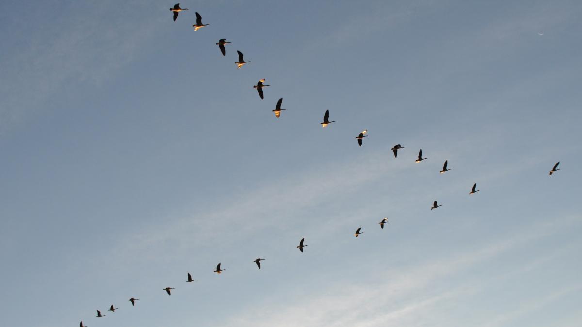 Perché gli uccelli migratori si dispongono a V? - Credits: meteoweb.eu