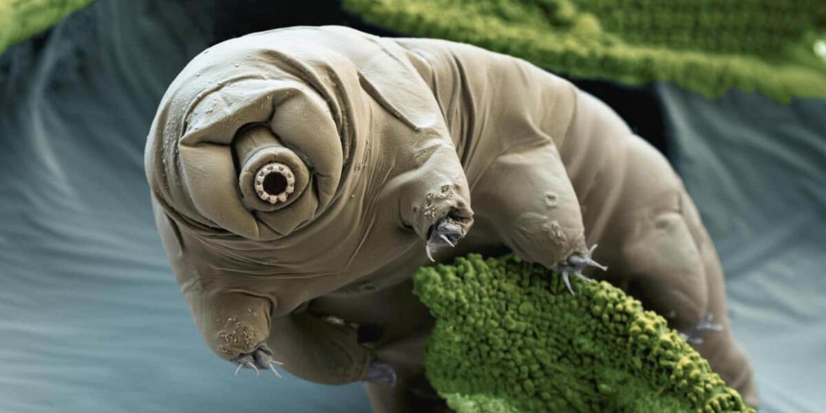 Tardigradi: prima o poi conquisteranno la Luna? - Credits: tpi.it