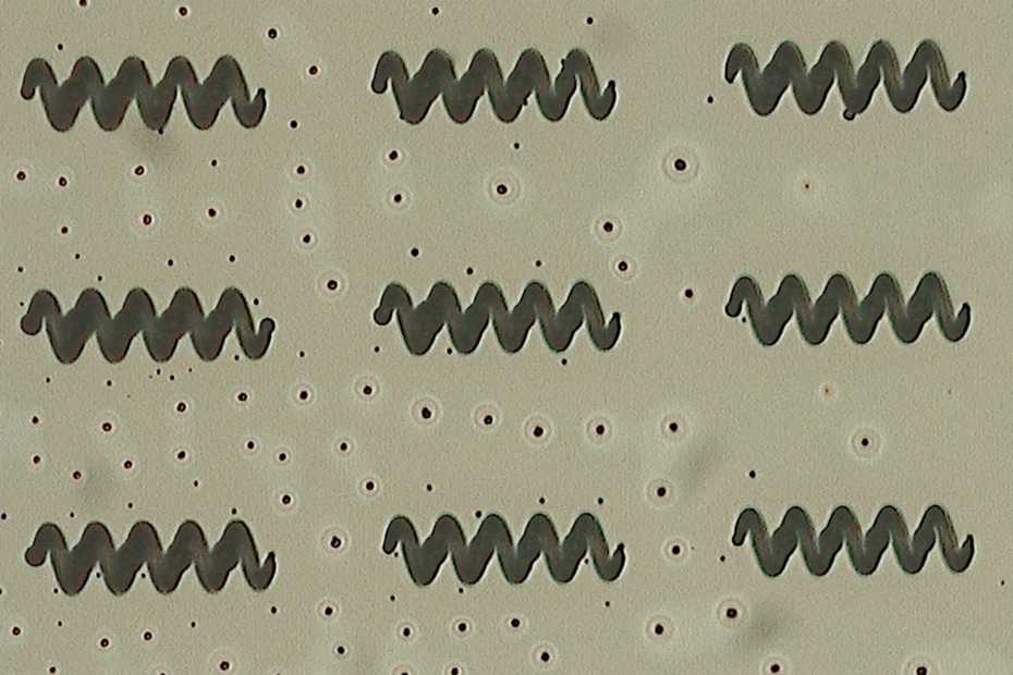 Eliche di idrogel riempite di nanoparticelle magnetiche. Immagine: Carmela de Marco / ETH Zurich)