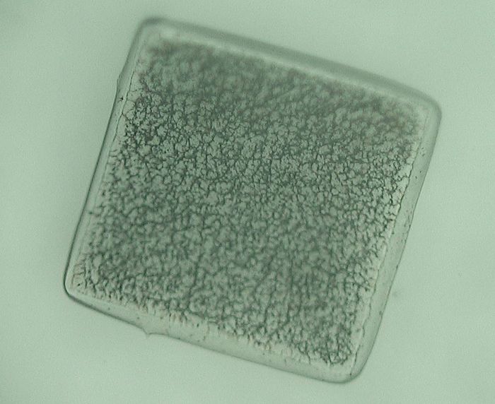 Ingrandimento al microscopio dei micro robotcredits: santannapisa.it