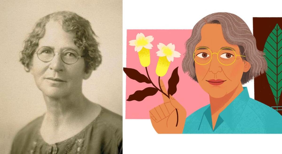 Ynés Mexía, la donna dei 150.000 esemplari di piante - Ynés Mexía, crediti: Google Doodle