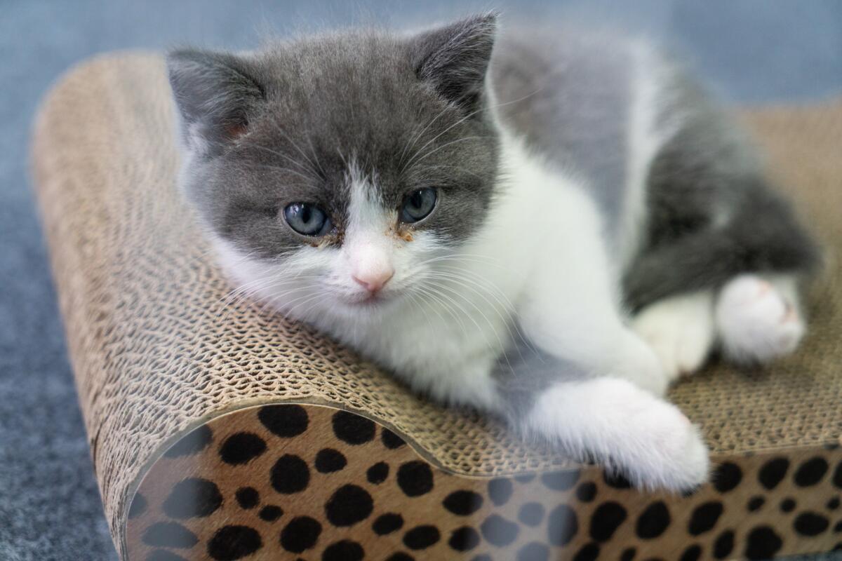 Clonazione di un gatto domestico avvenuta con successo in Cina - prima clonazione di un gatto in Cina 
Credits: Yan Cong for The New York Times