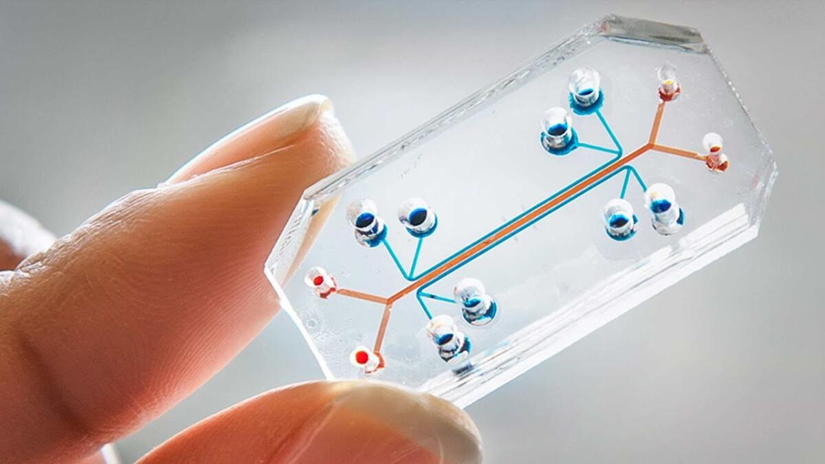 Organi su chip: una visione d'insieme - Organs-on-a-chip
Images: National Center for Advancing Translational Sciences