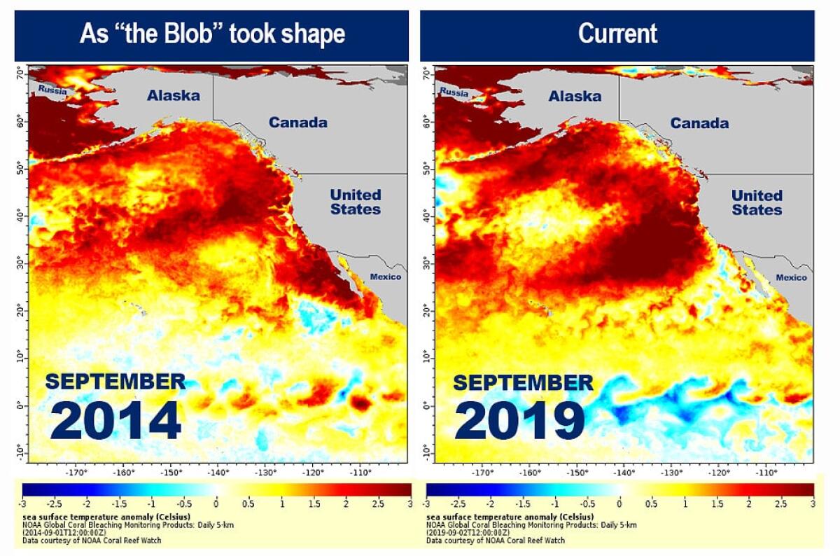 The Blob: la nuova ondata d'acqua calda che minaccia l'Oceano Pacifico - La nuova ondata di acqua calda.

Crediti: www.3box.it
