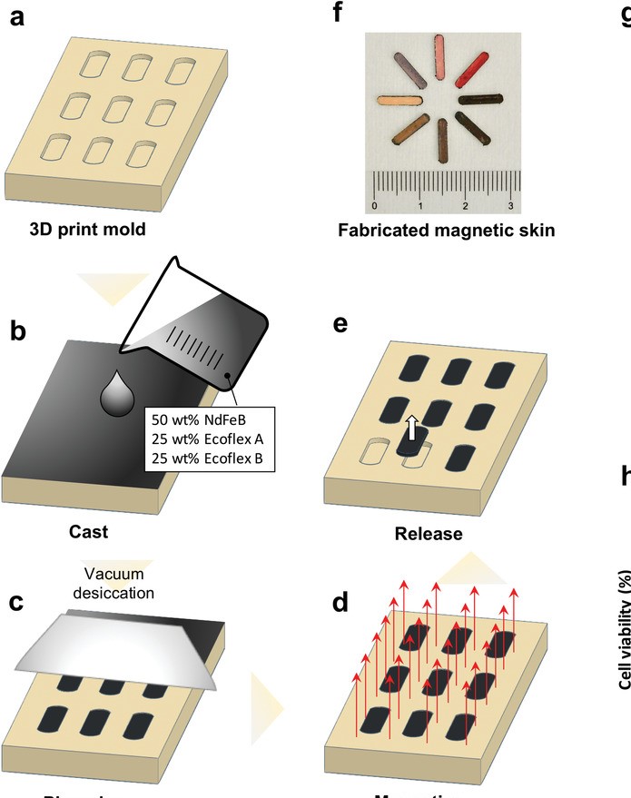 Fasi di realizzazione pelle magneticacredits: onlinelibrary-wiley-com