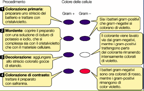 ©studentidibiologia.it