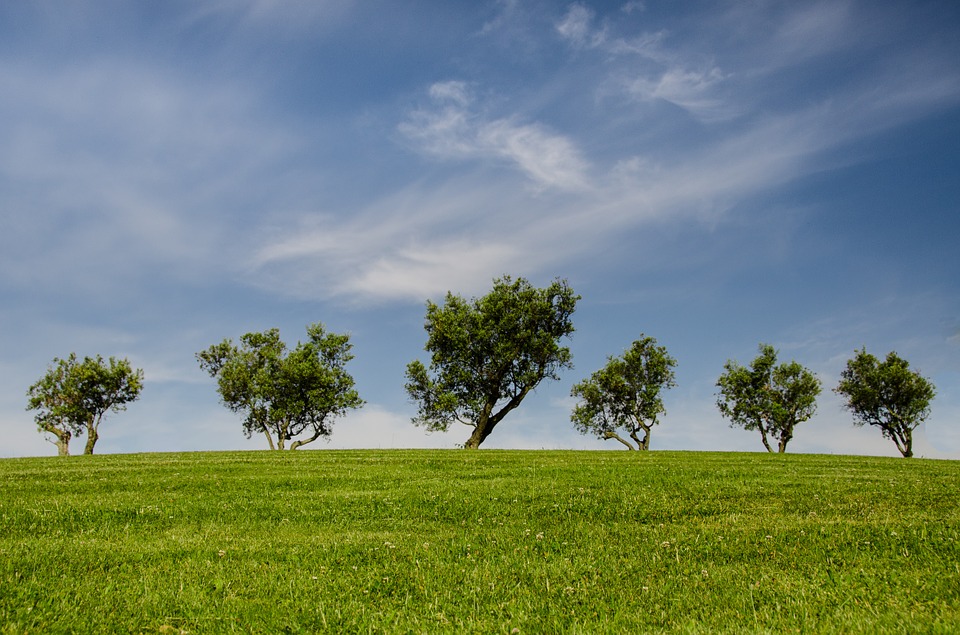tree life, brindisi, architetto, idea, brevetto, albero, ibrido, fotovoltaico, eolico, acqua, piovana, riciclo, urbano, giardino, sostenibilità, tecnologia, futuro