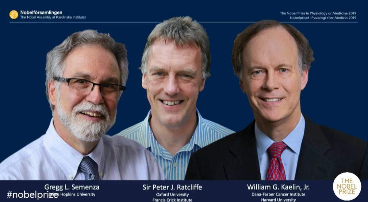 Annunciati i vincitori del premio Nobel per la medicina 2019 - ©nobelproze.org