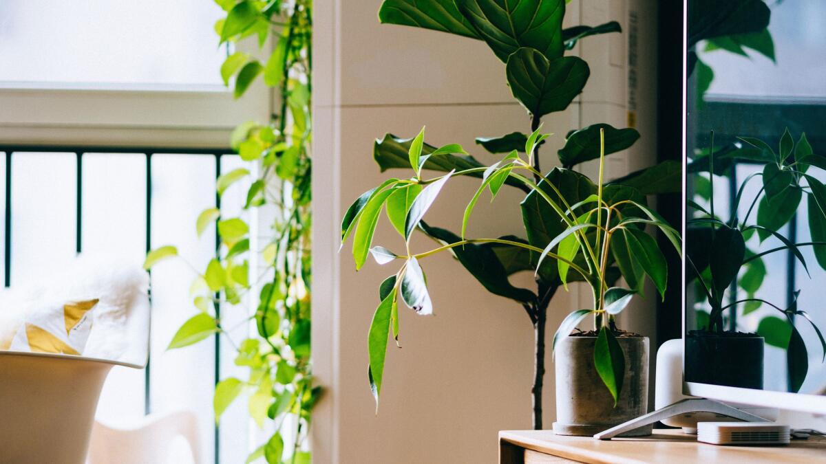 Interior design ecosostenibile, l'abitare diventa sempre più green - 