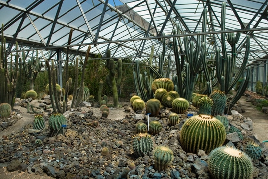 Un sito dell'orto botanico di portici che ospiterà la coltivazione di piante per lo spazio.Crediti: wpage.unina.it