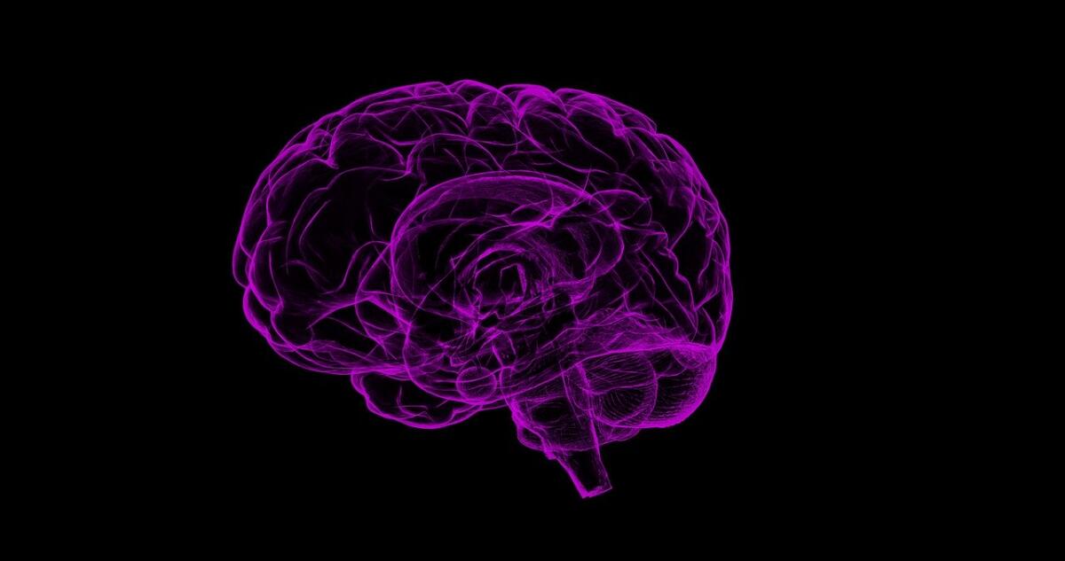 Quante calorie brucia il cervello quando pensiamo? - Rappresentazione grafica del cervello. Crediti: Pixabay