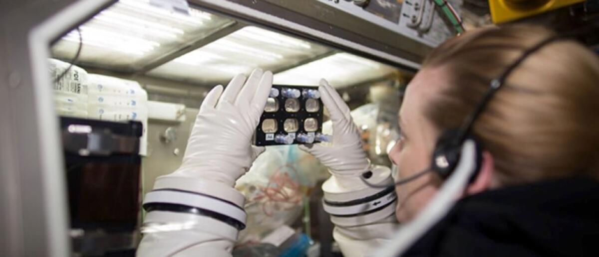 Gli effetti della microgravità sulle cellule cardiache - L’astronauta Kate Rubins al lavoro sulle cellule staminali. Credits: NASA