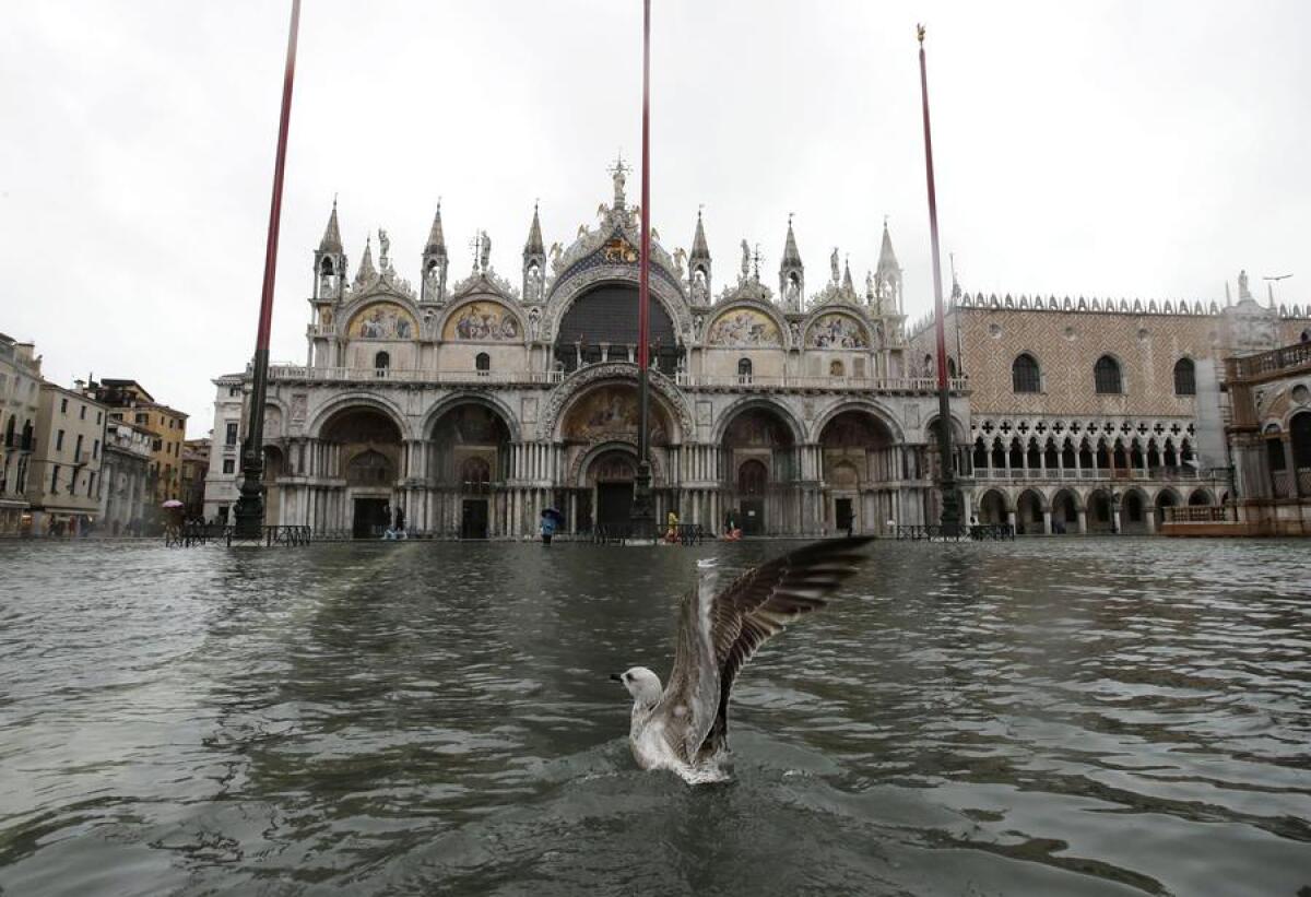 Acqua alta a Venezia: costi, scandali e maree - A seagull flies off the water in a flooded St.Mark Square, in Venice, Italy, Tuesday, Nov. 12, 2019. The high tide reached a peak of 127cm (4.1ft) at 10:35am while an even higher level of 140cm(4.6ft) was predicted for later Tuesday evening. (ANSA/AP