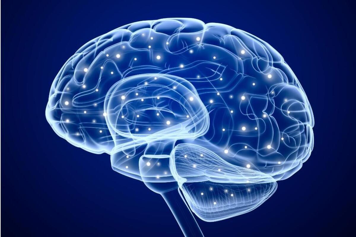 Elettrodi cerebrali più duraturi e compatibili con la MRI grazie al carbonio - elettrodi cervello