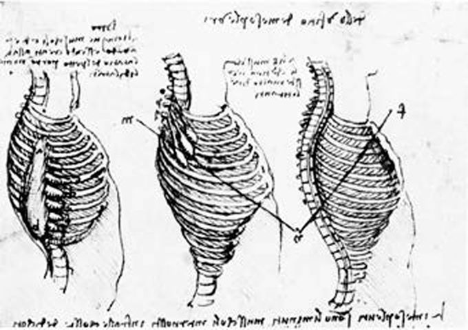 Disegno della gabbia toracica con i muscoli intercostali. Il disegno al centro mostra i muscoli intercostali esterni ed il disegno a destra mostra i muscoli intercostali interni [John B. West]