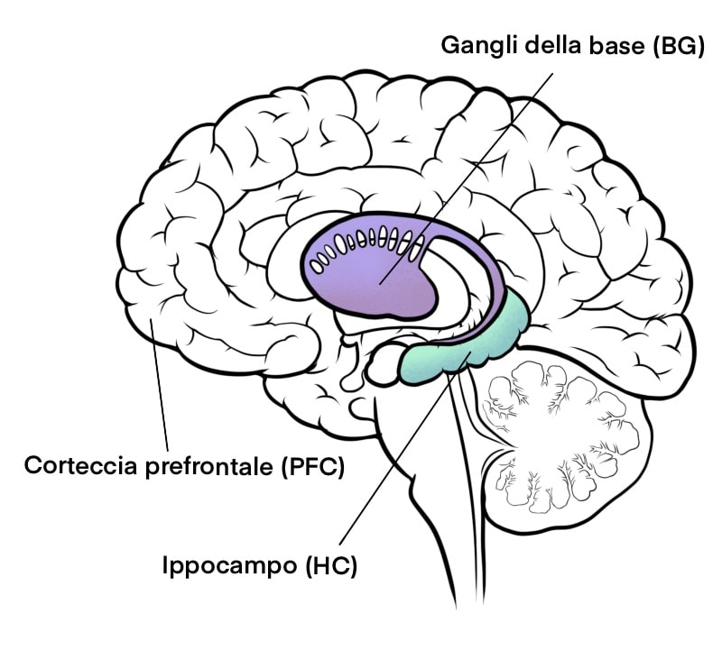 Memoria prospettica (corteccia prefrontale e ippocampo) e memoria procedurale (gangli della base)