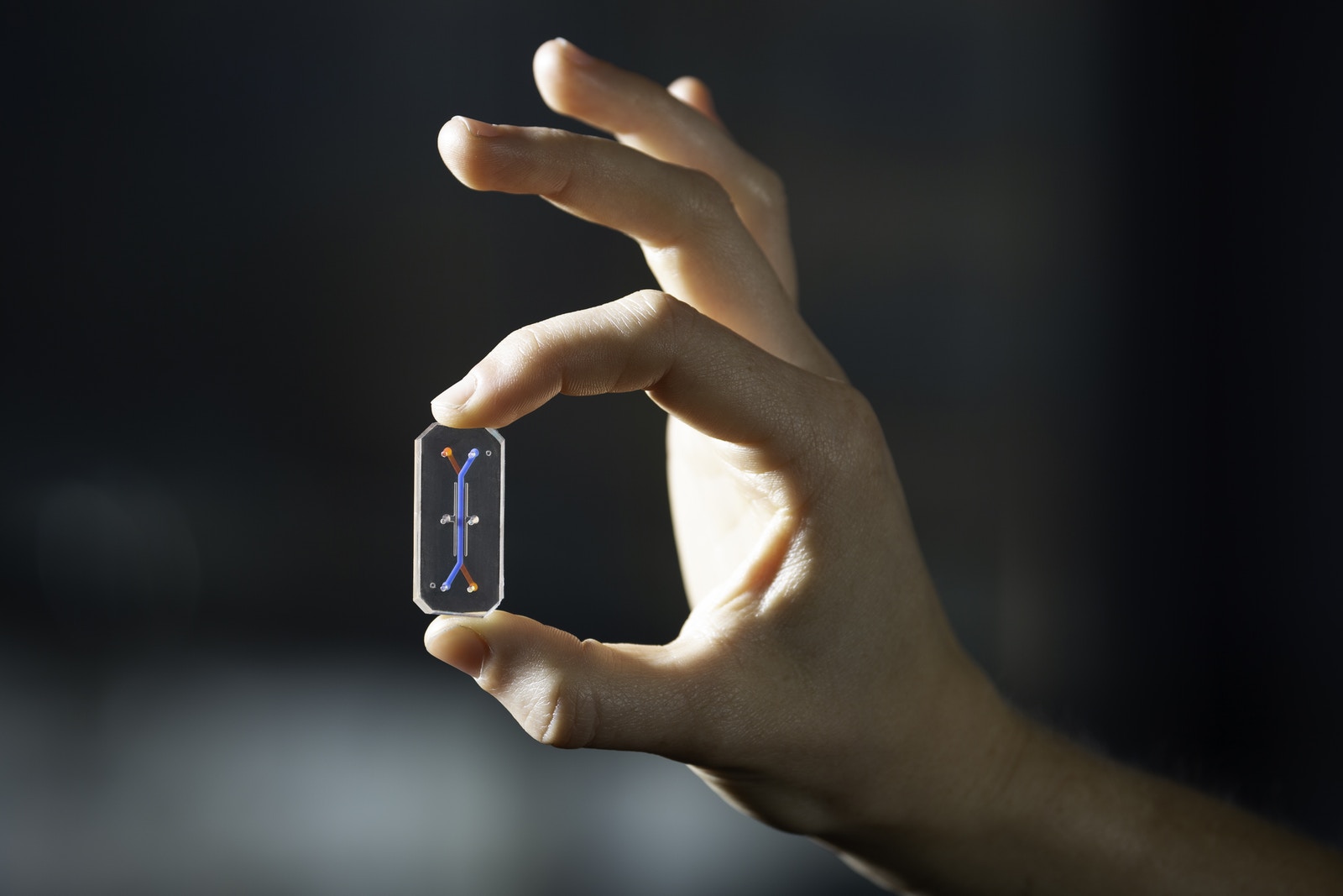 Fegato su chipCredits: Wyss Institute