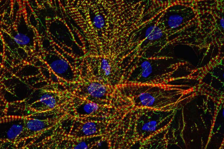 Crescita delle cellule cardiache sulla ISS. Credits: Joseph Wu lab, Stanford University School of Medicine