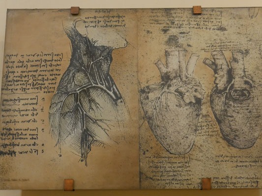 Studi anatomici del sistema cardiovascolareCredits: jeanpierrevarlenge.com