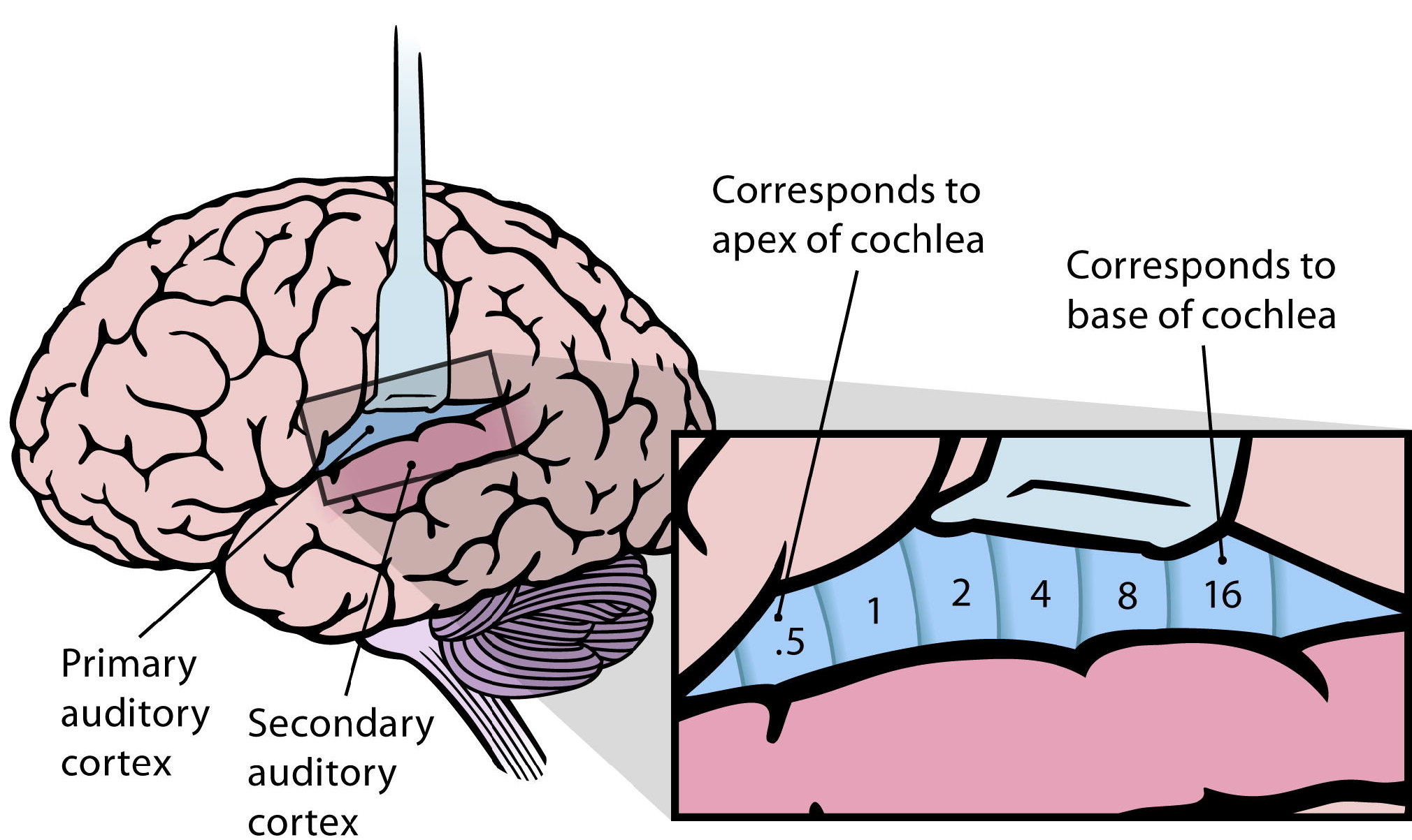 Corteccia uditiva primaria e secondariaCredits: Wikimedia commons