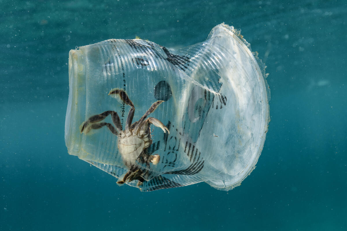 Microplastiche: sapevi di mangiare una gruccia al mese? - greenpeace.org