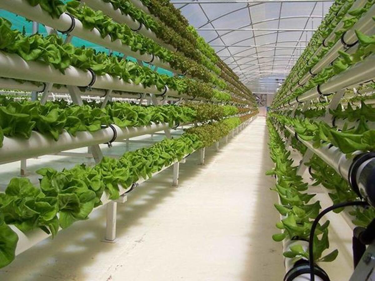 Aeroponica: l'innovativa tecnica che cambia l'agricoltura - topenvironmental-solutions.com