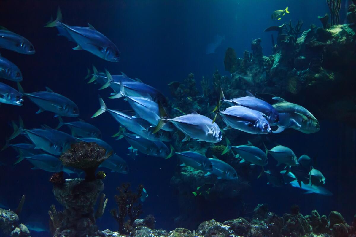 Sempre meno ossigeno negli oceani - 