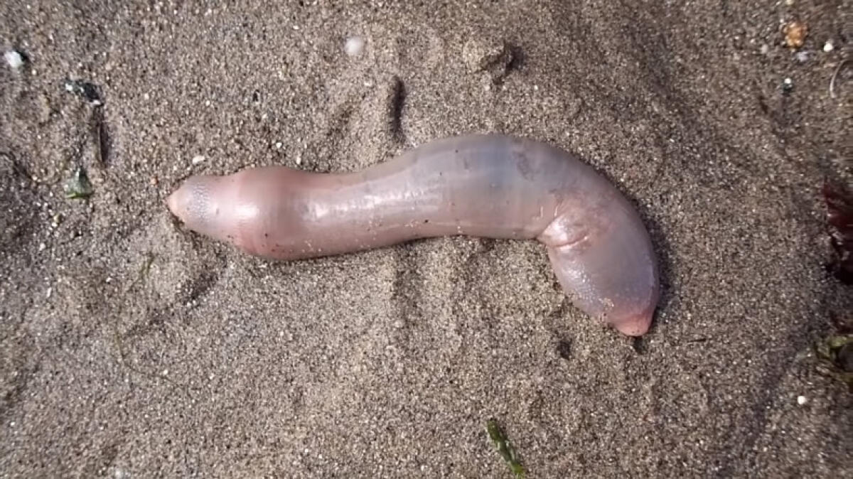 Gli "strani pesci" sono in realtà "Urechis unicinctus" - Urechis unicinctus, crediti: Kim Powell