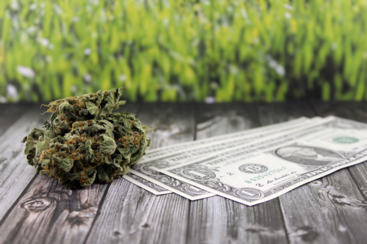 Cannabis, Cassazione e Business: la sentenza storica! - 