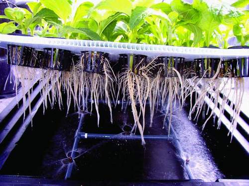 Aeroponica, ambiente, impianti, risparmio energetico, risorse, piante, agricoltura, impatto ambientale, innovazione, rinnovabile, nutrimento, Energy Close-up Engineering