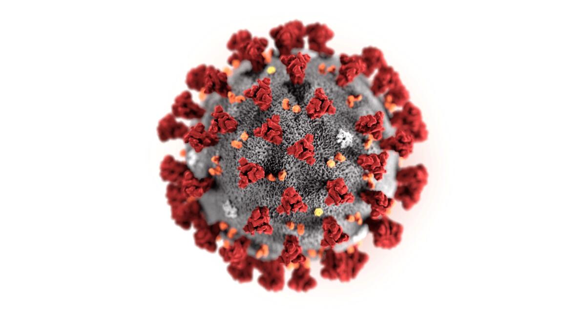 Coronavirus, ecco com'è fatto: la foto al microscopio - Coronavirus, crediti: scmp.com