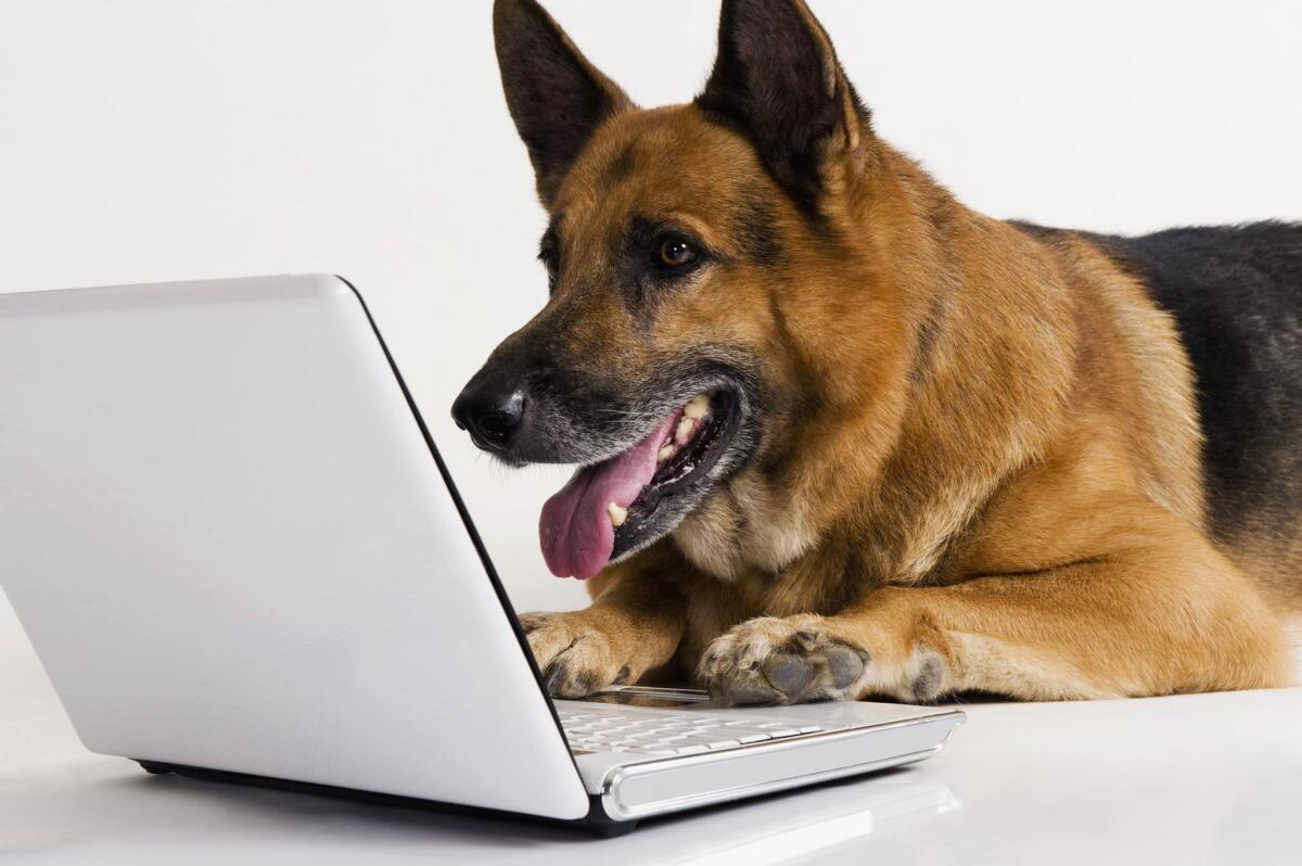 PET SHOPPING ONLINE: ordinare alimenti e chiedere consigli non è mai stato più veloce! - Crediti: www.nwkare.org