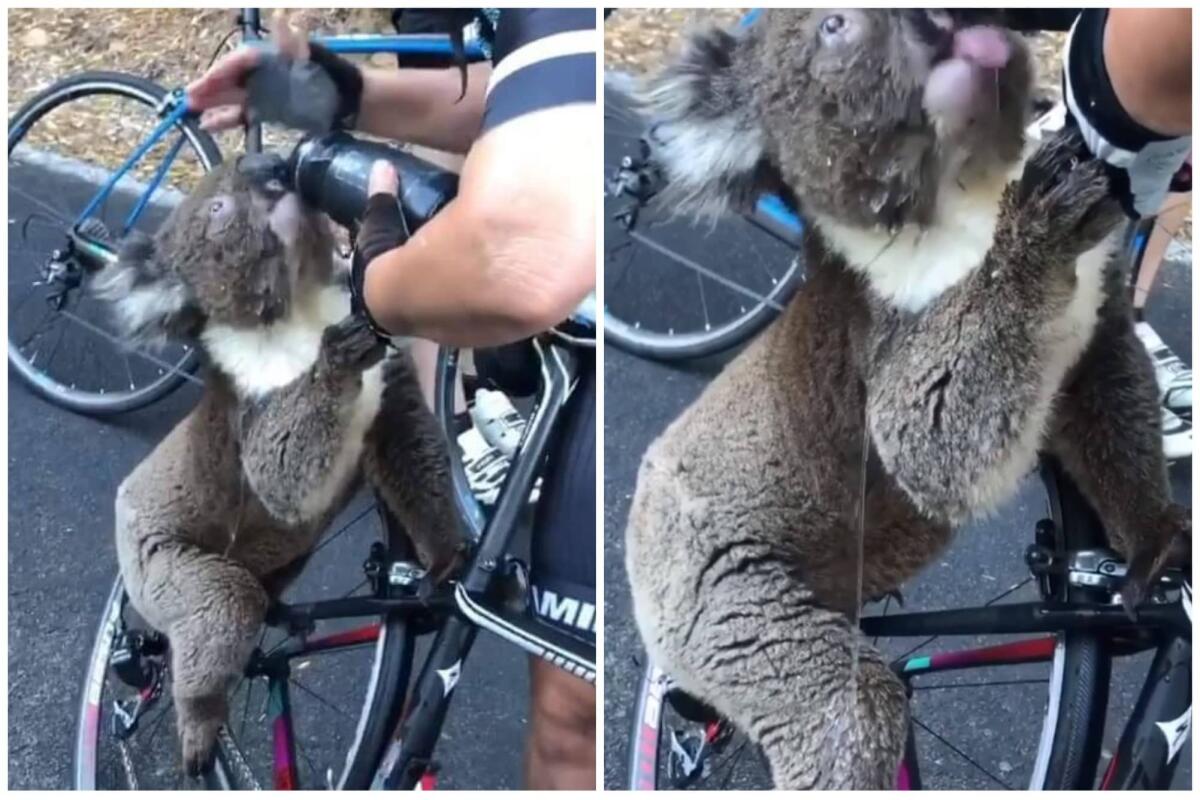 Il koala assetato, simbolo dell'Australia che brucia - Australia, Koala, crediti: bikebug2019