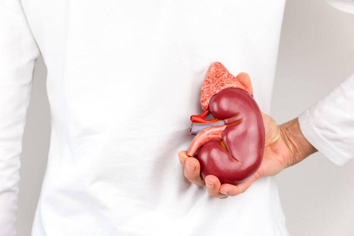 Rene Bionico: addio all’emodialisi? - Rene Bionico: addio all’emodialisi?
Credits: Shutterstock