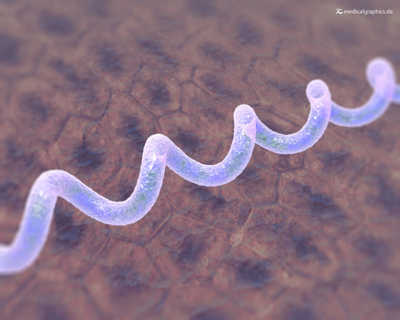 Credits: Erregers der Borrelios