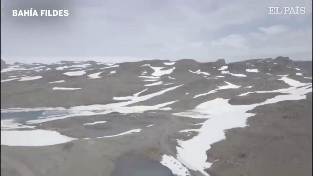 Antartide senza neve: le conseguenze del caldo da record - Credits: video.repubblica.it