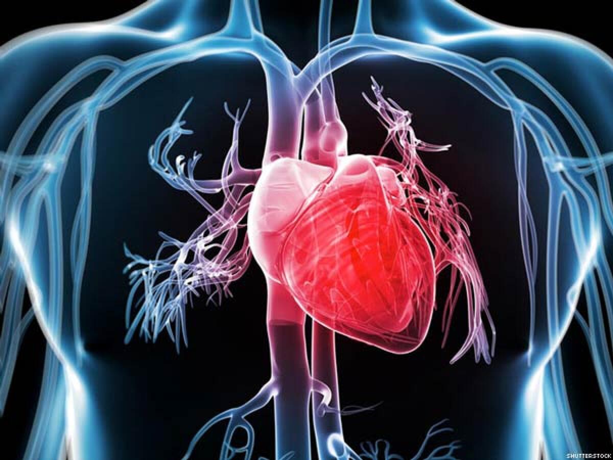 Realizzato il primo cuore biorobotico ibrido - ciclo cardiaco