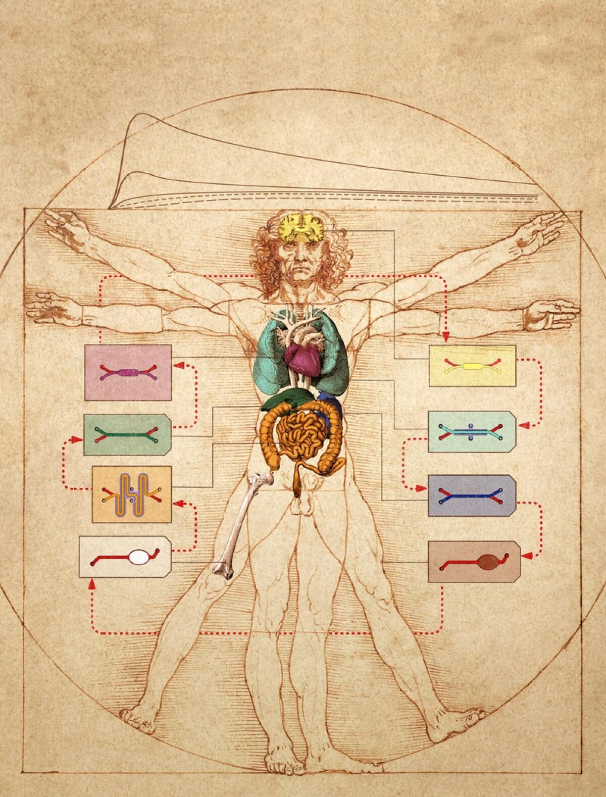 Body-on-Chip: piattaforma umana  in vitro per accelerare i test sui farmaci - wyss.harvard.edu